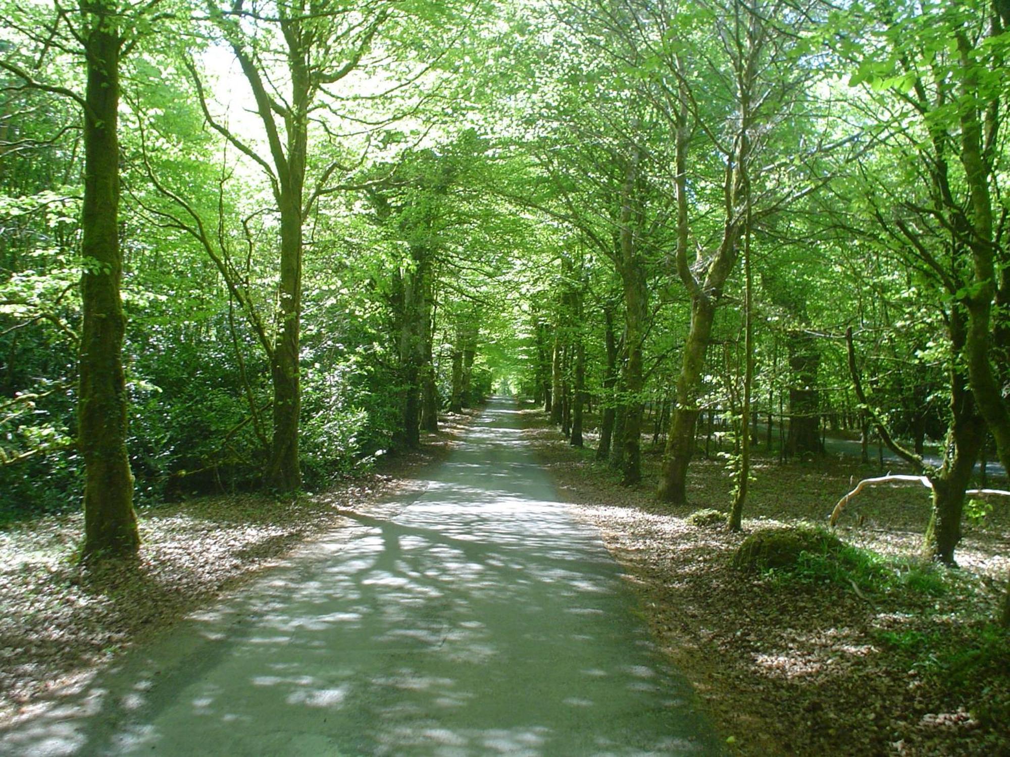 Forest Park House B&B Boyle Εξωτερικό φωτογραφία