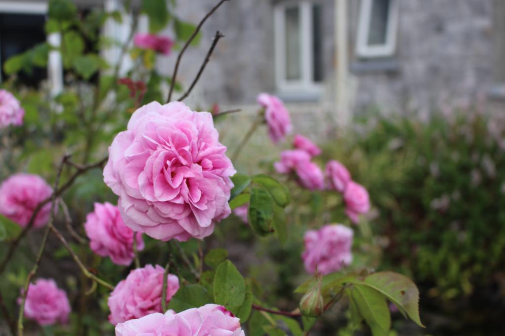 Forest Park House B&B Boyle Εξωτερικό φωτογραφία